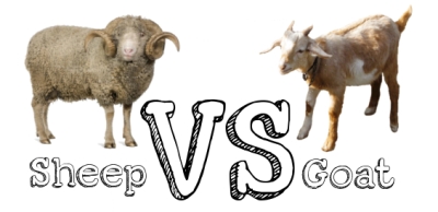 Sheep-Vs-Goat